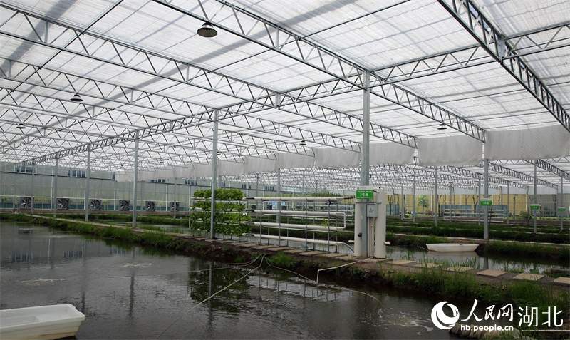 750亿元！潜江小龙虾全产业链高质量发展取得新成效(图2)