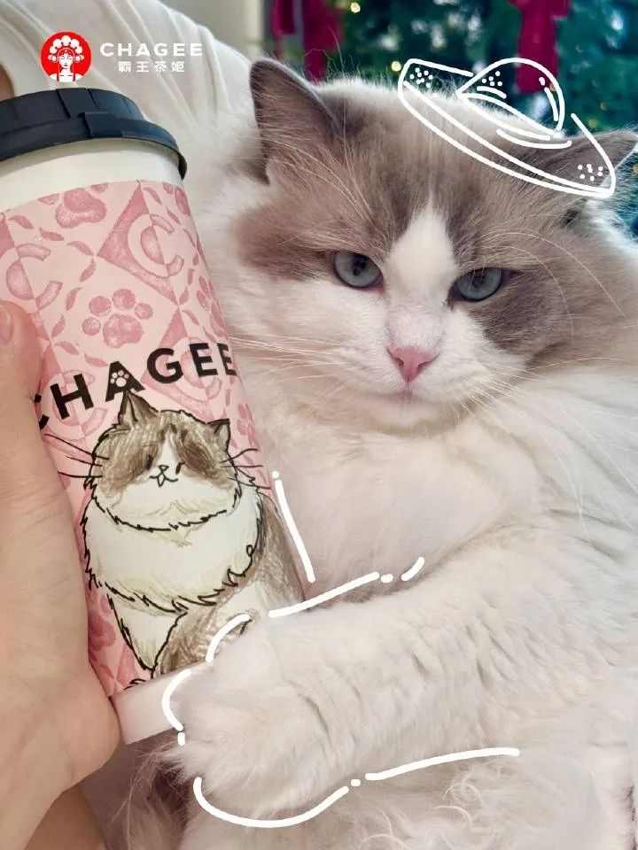 门店突破6000家，7岁的霸王茶姬活成新茶饮范本(图4)