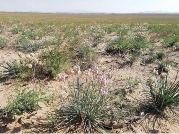 2024年11月餐饮供应链月报:小众地域食材受关注(图17) 2024年11月餐饮供应链月报:小众地域食材受关注(图17)