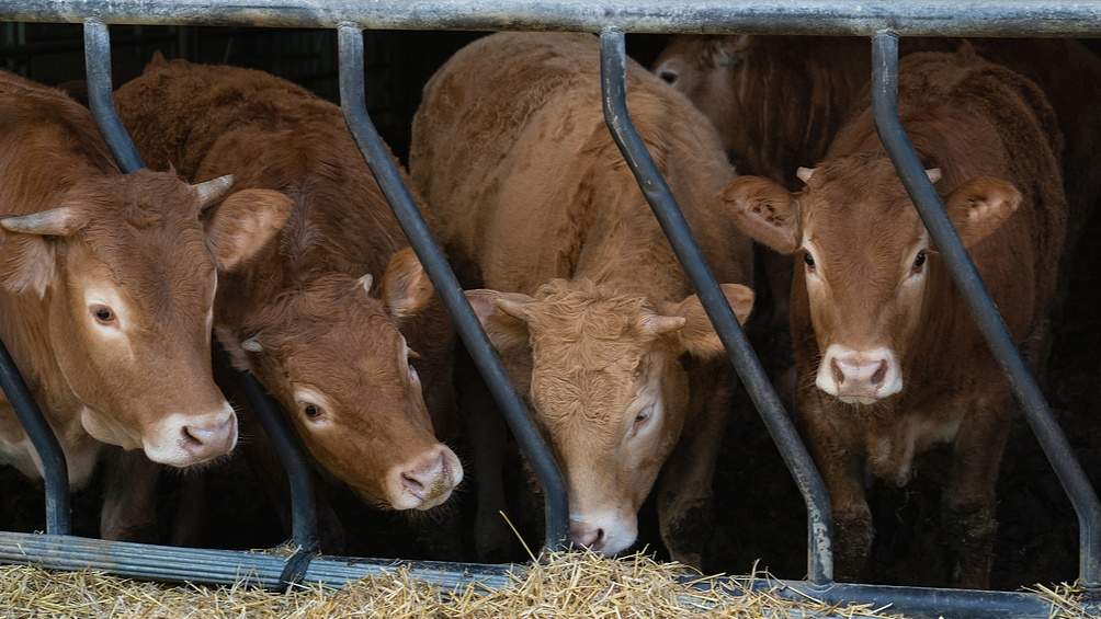 支持肉牛产业稳定发展