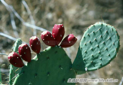 细数常见食物的特殊功效