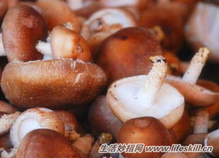 香菇的营养价值与功效