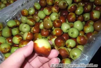 如何分辨糖精枣?(图1) 如何分辨糖精枣?