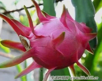 火龙果的10个禁忌(图1) 火龙果的10个禁忌