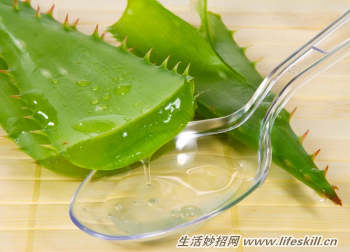 芦荟的食疗功效(图1) 芦荟的食疗功效