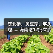 东北酥、黄豆芽、芋头包......海南这12批次食品抽检不合格（图4）
