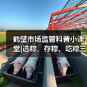 鹤壁市场监管科普小课堂|选粽、存粽、吃粽三步解锁端午“粽”要知识（图1）