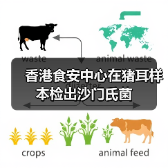 香港食安中心在猪耳样本检出沙门氏菌（图4）