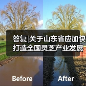 答复|关于山东省应加快打造全国灵芝产业发展高地的建议(图3) 答复|关于山东省应加快打造全国灵芝产业发展高地的建议(图3)