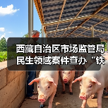 西藏自治区市场监管局民生领域案件查办“铁拳”行动典型案例（第一批）（图4）