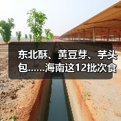 东北酥、黄豆芽、芋头包......海南这12批次食品抽检不合格(图2) 东北酥、黄豆芽、芋头包......海南这12批次食品抽检不合格(图2)