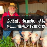 东北酥、黄豆芽、芋头包......海南这12批次食品抽检不合格(图4) 东北酥、黄豆芽、芋头包......海南这12批次食品抽检不合格(图4)